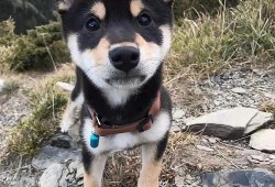 训犬师爆料糯米视频下载,糯米视频下载背后的惊人内幕