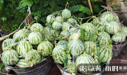 杭州吃瓜网红是谁啊图片